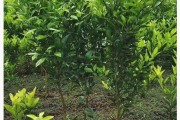 春季春見柑橘種植技術_澄邁福橙十大品種 春季春見柑橘種植技術_澄邁福橙十大品種
