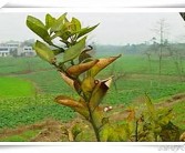 柑橘春掛防病蟲害_柑橘樹(shù)的紅蜘蛛蟲害