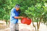 三臺縣柑橘病蟲害防治_柑橘全年用藥時間和方案