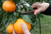 柑橘春見種植技術(shù)圖解_我國柑橘哪種銷售量最好