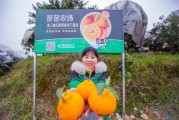 四川種植柑橘技術(shù)_為什么四川萬源境內(nèi)很少人種柑橘