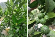 春季柑橘樹預(yù)防什么病蟲害_柑橘修剪16口訣