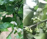 柑橘種植?；ū９夹g_柑橘二保還需要配九二0嗎