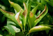 柑橘種植技術(shù)病蟲防治_湖南柑橘管理技術(shù) 柑橘種植技術(shù)病蟲防治_湖南柑橘管理技術(shù)