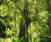 河南適合種植哪些橘子樹（河南能種植桔子樹嗎）