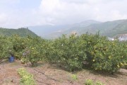 柑橘種植技術(shù)推廣_柑橘種植幾天才會(huì)活過來 柑橘種植技術(shù)推廣_柑橘種植幾天才會(huì)活過來