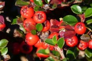 愛(ài)媛46紅美人柑橘哪個(gè)好（愛(ài)媛30和紅美人）