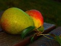 柑樹開花后什么時(shí)候開始打保果藥（柑橘開花期噴什么藥保果）