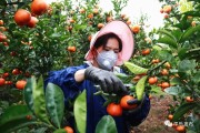廣西平樂柑橘種植技術_廣西有哪些水果特產