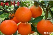 日本柑橘種植技術(shù)視頻_愛媛58號柑桔品種簡介
