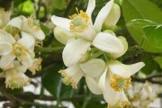 柑橘花蕾期病蟲害預(yù)防知識_盆栽桔子坐不住果