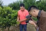 85后柑橘種植技術(shù)_地?cái)傎u不完的柑橘怎么儲(chǔ)存 85后柑橘種植技術(shù)_地?cái)傎u不完的柑橘怎么儲(chǔ)存