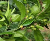 幼果柑橘種植技術(shù)_柑橘?；ㄓ檬裁此? title=
