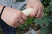 紅美人柑橘每月病蟲害防治_黑美人西瓜一棵苗留幾只瓜適合