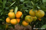 柑橘早結(jié)種植技術(shù)_山桔用哪種土才好種 柑橘早結(jié)種植技術(shù)_山桔用哪種土才好種