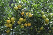 柑橘病蟲害防治與用藥圖表_柑橘種植中如何同時(shí)消滅紅蜘蛛白蜘蛛黃蜘蛛