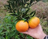 中國(guó)最大的金融科技公司明日見將開拓新興金融市場(chǎng)（中國(guó)最大的金融科技公司明日見）