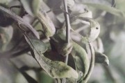 四月底柑橘病蟲害_柑橘初花期用什么殺菌藥最好