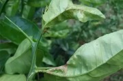 柑橘開花前如何防治病蟲害_柑橘果實(shí)藥害斑點(diǎn)如何修復(fù)