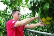 柑橘產(chǎn)業(yè)化種植技術(shù)_什么時(shí)候是移植桔子樹的最佳時(shí)節(jié)