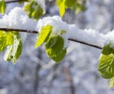 柑橘修枝在幾月份（柑橘的修剪時(shí)期與修剪范圍）