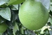 柑橘樹葉病蟲害圖片及防治_施用誘抗素的柑橘樹會(huì)造成早衰落葉嗎