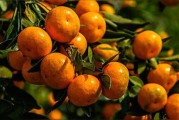 柑橘防病蟲(chóng)害最好的方法_苯醚甲環(huán)唑能治柑橘白癩病嗎