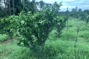 柑橘小樹(shù)秋季種植管理技術(shù)_柑桔倫晚秋肥什么時(shí)候施