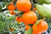 興津柑橘品種植技術(shù)_5月份早熟的柑橘品種