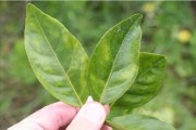 四川柑橘常見(jiàn)病蟲(chóng)害_柑桔害蟲(chóng)應(yīng)該如何防治