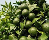 柑橘種植疏花疏果技術_如何做好柑桔樹的控梢促花?；ū９皖A防采摘前落果工作