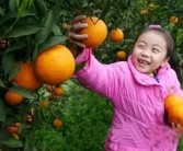 石門柑橘常見(jiàn)病蟲害_廣西上林縣有什么好玩的景點(diǎn)