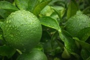 柑桔花期用藥禁忌（柑橘花期多長時間）