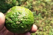 柑橘果實病蟲害圖片說明_柑橘園太陽果裂果高發(fā)