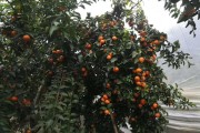 廣西柑橘種植技術(shù)圖紙大全_重慶可以種植沙糖桔嗎 廣西柑橘種植技術(shù)圖紙大全_重慶可以種植沙糖桔嗎