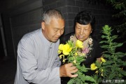 柑橘移栽種植技術(shù)視頻_移栽桔子樹葉子黃了