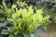 柑橘芽的種植技術(shù)_新會(huì)柑樹苗幾天可施肥方法