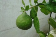 【正宗四川眉山耙耙柑官方旗艦店】新鮮現(xiàn)摘當(dāng)季爆款，產(chǎn)地直發(fā)限時(shí)特惠