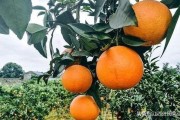 柑橘冬天種植技術(shù)視頻播放_(tái)柑桔一年四季都可以用的農(nóng)藥