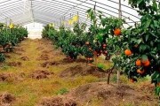 柑橘新農(nóng)人種植技術(shù)_海拔450m載什么柑橘合適