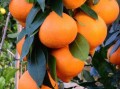 南方柑橘種植時間與成熟時間全解析：科學管理助力高效豐收