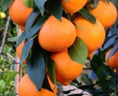 柑橘秋梢開(kāi)花什么原因（柑橘秋稍放得太早冒晚秋稍出來(lái)了）