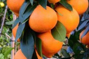 南方柑橘種植時(shí)間與成熟時(shí)間全解析：科學(xué)管理助力高效豐收