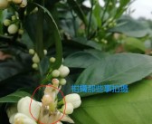 柑橘病蟲害?；ū９夹g_奇寶920在柑橘保果上效果如何