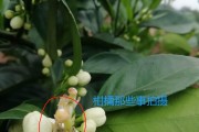 柑橘病蟲害?；ū９夹g_奇寶920在柑橘保果上效果如何