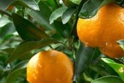 柑橘種植技術(shù)重點(diǎn)在幾月_柑橘什么季節(jié)生長(zhǎng)比較快 柑橘種植技術(shù)重點(diǎn)在幾月_柑橘什么季節(jié)生長(zhǎng)比較快