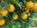 橙子柑子哪個涼（橙子是不是柑子）