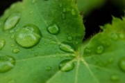 四會柑種植技術(shù)管理視頻講解（四會柑的栽培技術(shù)）