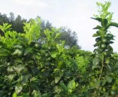 柑橘種植專業(yè)技術交流_柑橘幼苗如何快速壯桿