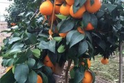 紅美人柑橘露天種植技術(shù)_能否采用遮陰棚降低光照和溫度
